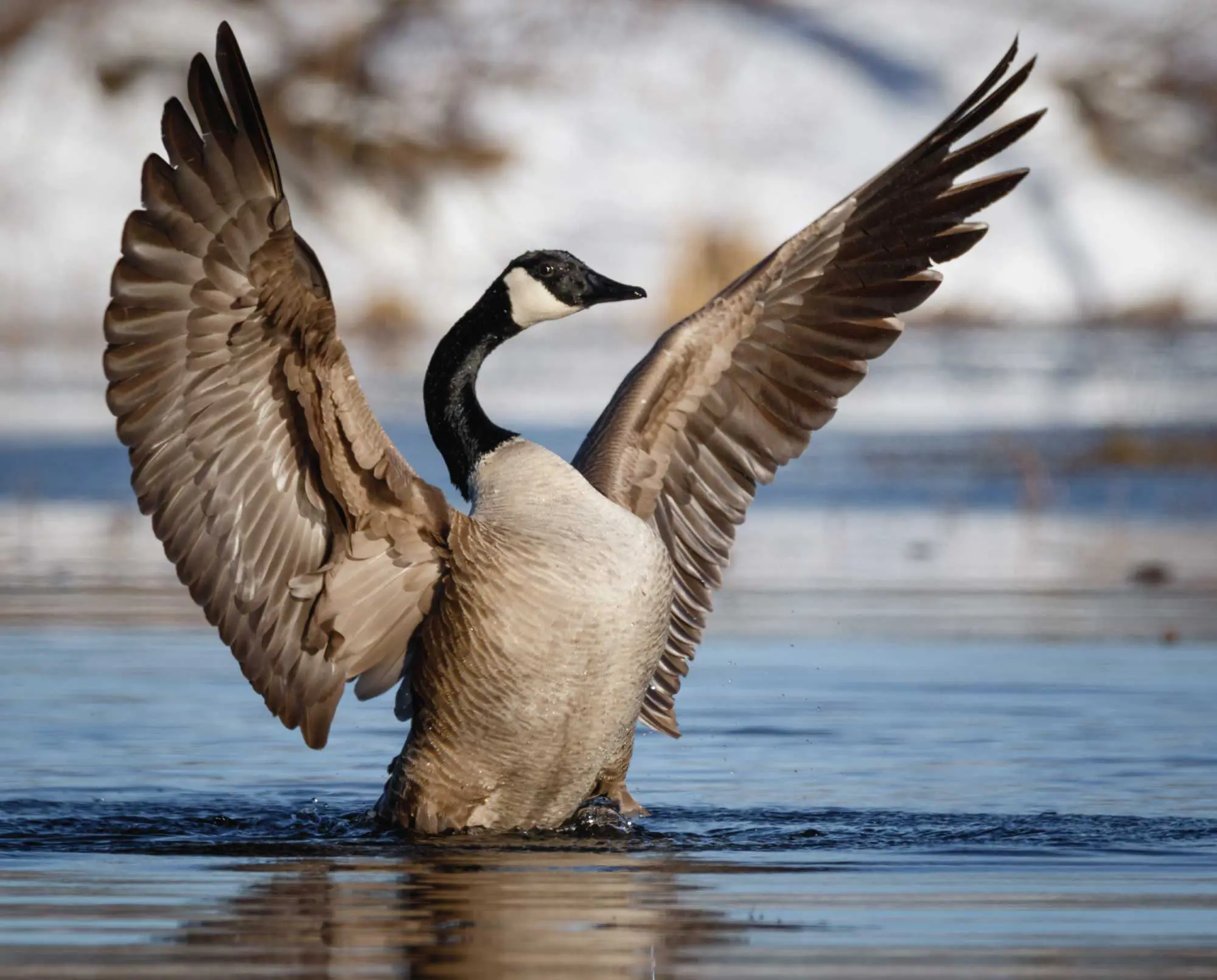 Canada Goose Identification, Life History, Habitat, and More