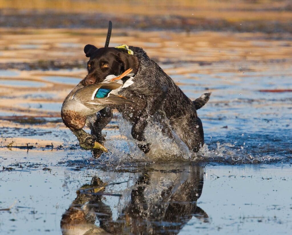 A dog retrieves a game bird from the water