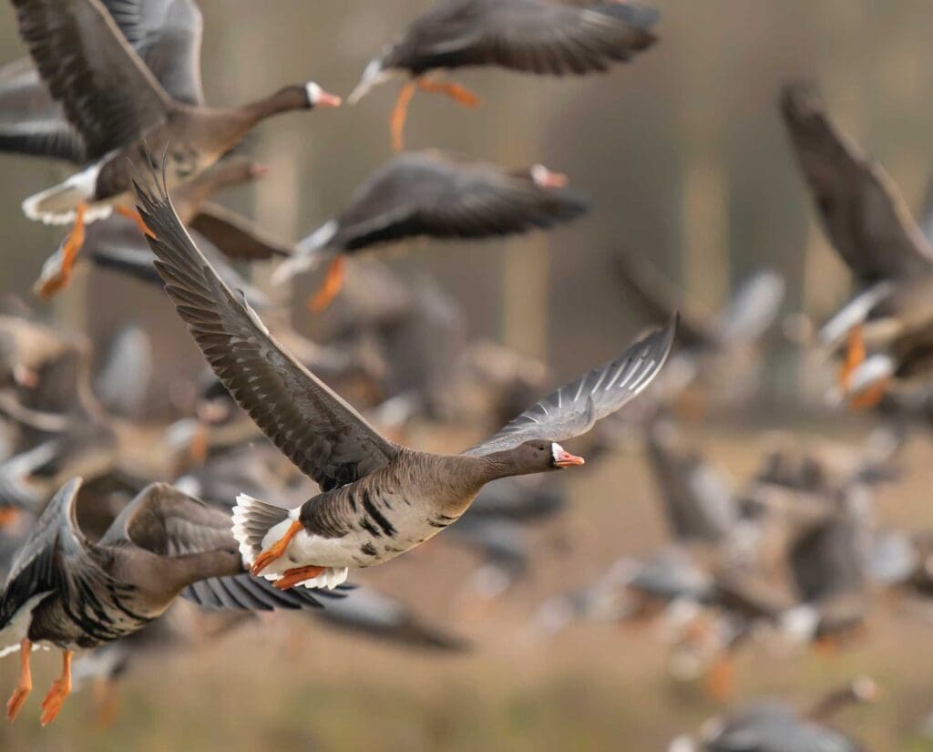 a flock of greater white-fronted geese