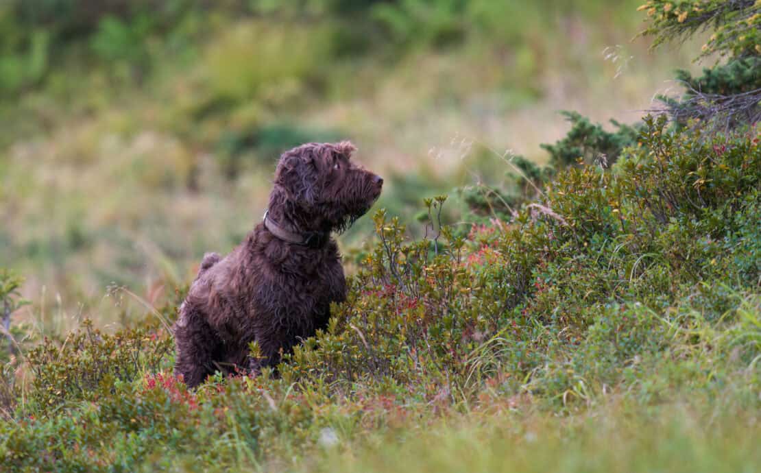 A pudelpointer on point in a meadow.