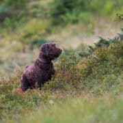 A pudelpointer on point in a meadow.