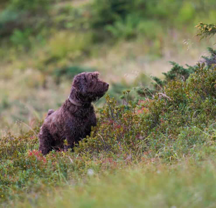 A pudelpointer on point in a meadow.