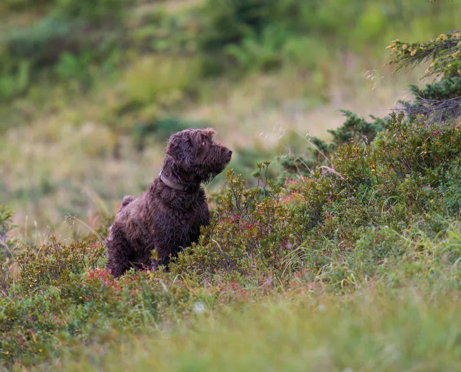 A pudelpointer on point in a meadow.