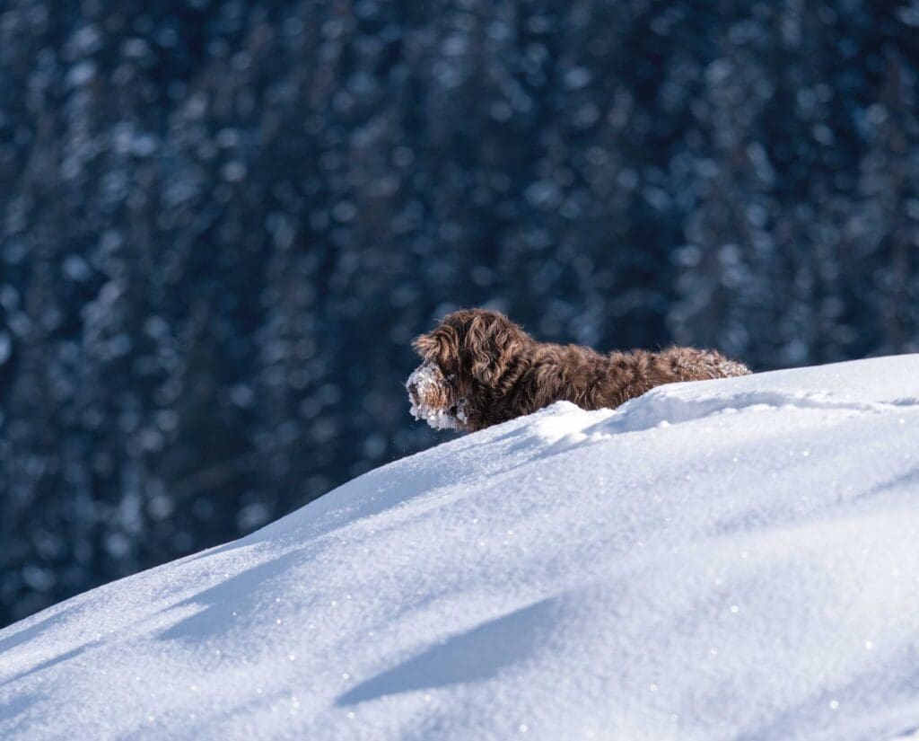 A Pudelpointer works in deep snow