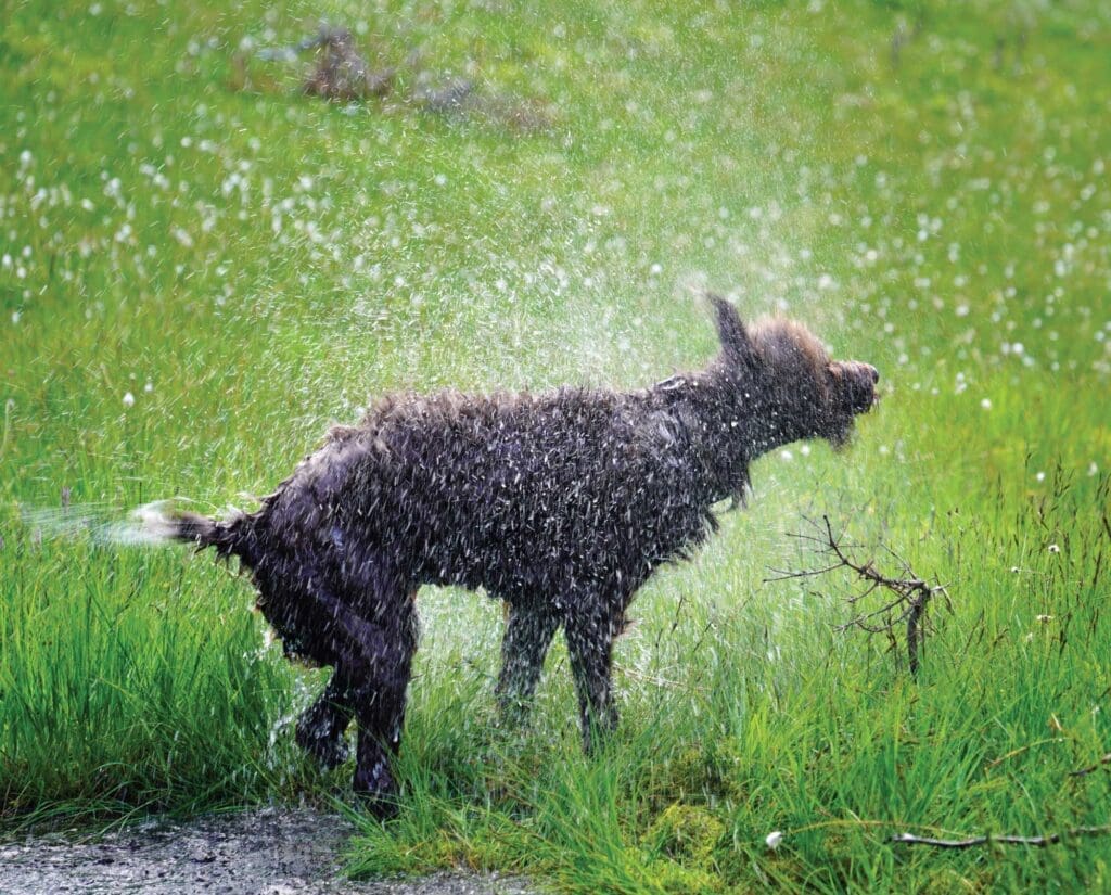 A Pudelpointer doing water work