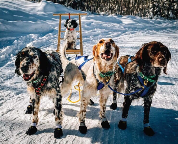A group of bird dogs ready to pull a dog sled