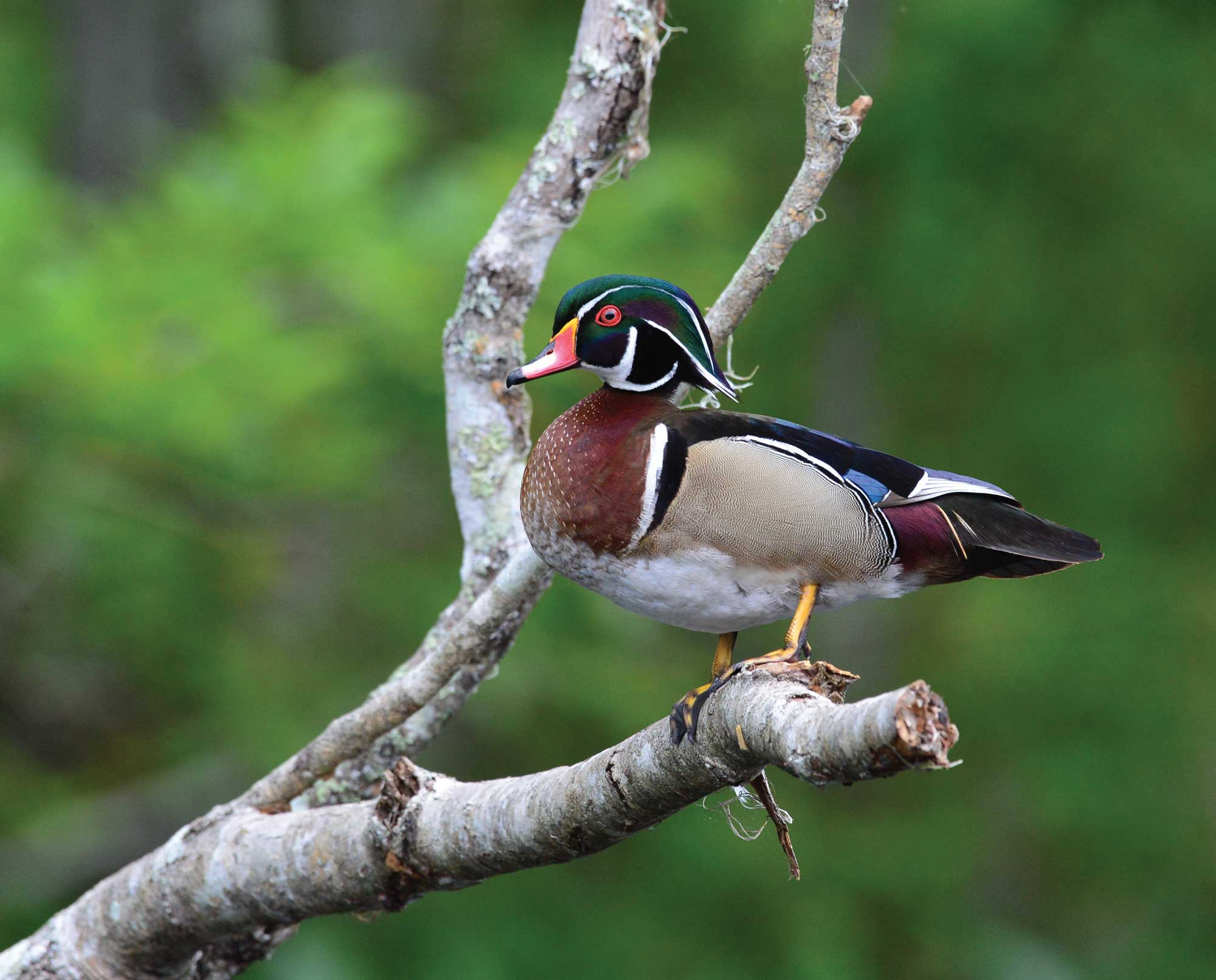 Wood Duck Biology, Life History, and Identification - Waterfowl