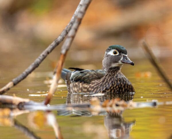 Wood Duck Biology, Life History, and Identification - Waterfowl Profile