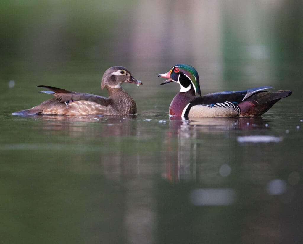 A wood duck hen and drake in water
