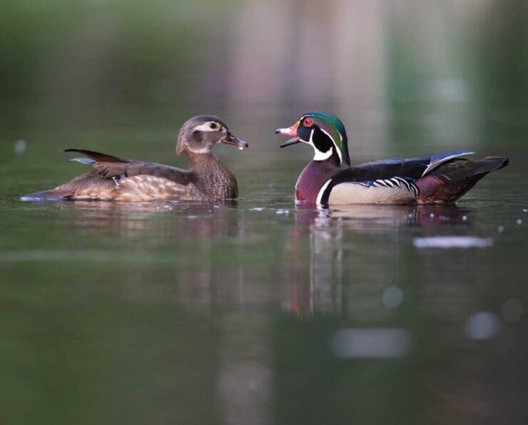 Wood Duck Biology, Life History, and Identification - Waterfowl Profile