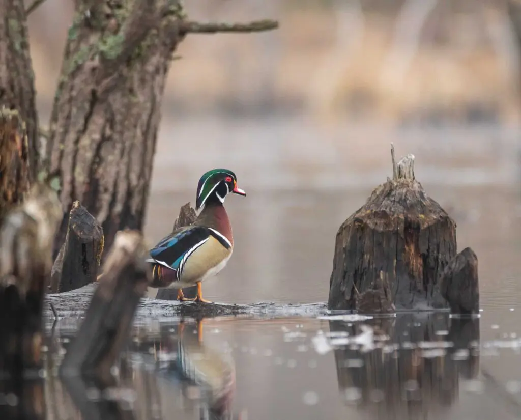 Wood duck drake in a bog