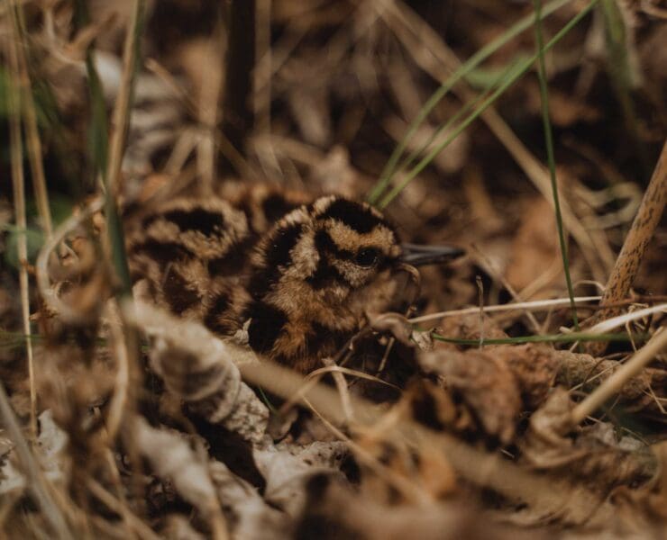 a woodcock chick found with a pointing dog