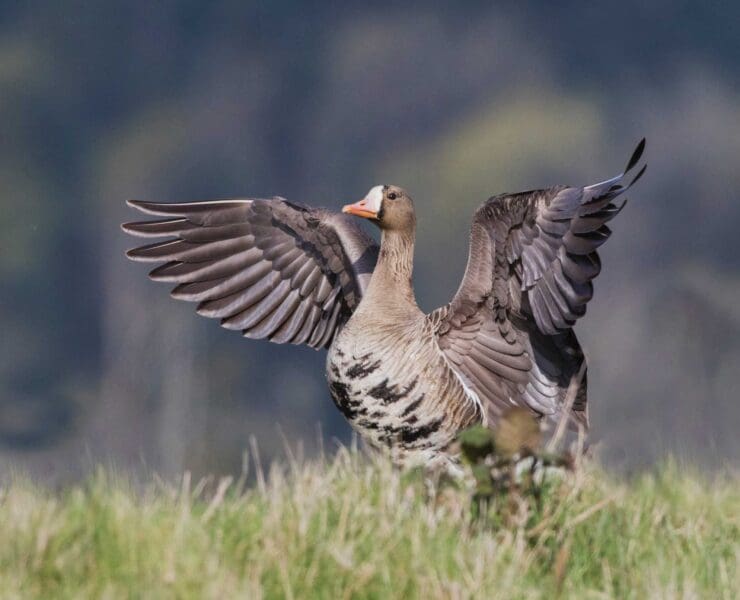a greater white-fronted goose (Anser albifrons)