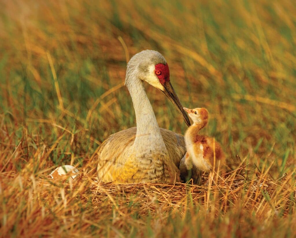 A Sandhill crane colt (baby) and its mother