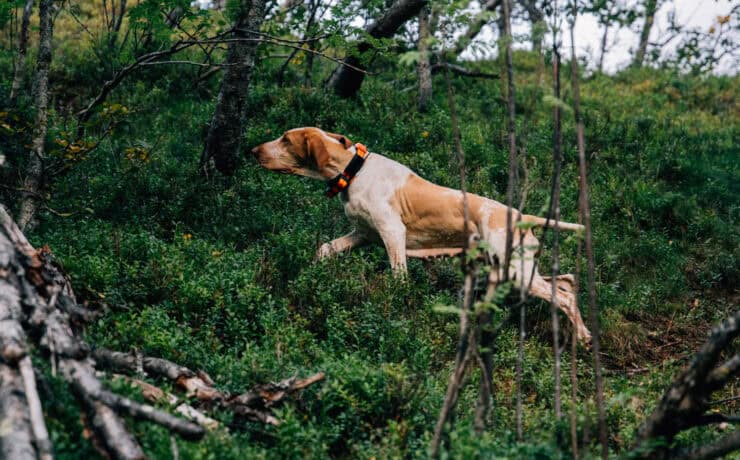 Bracco Italiano shows its pointing ability.