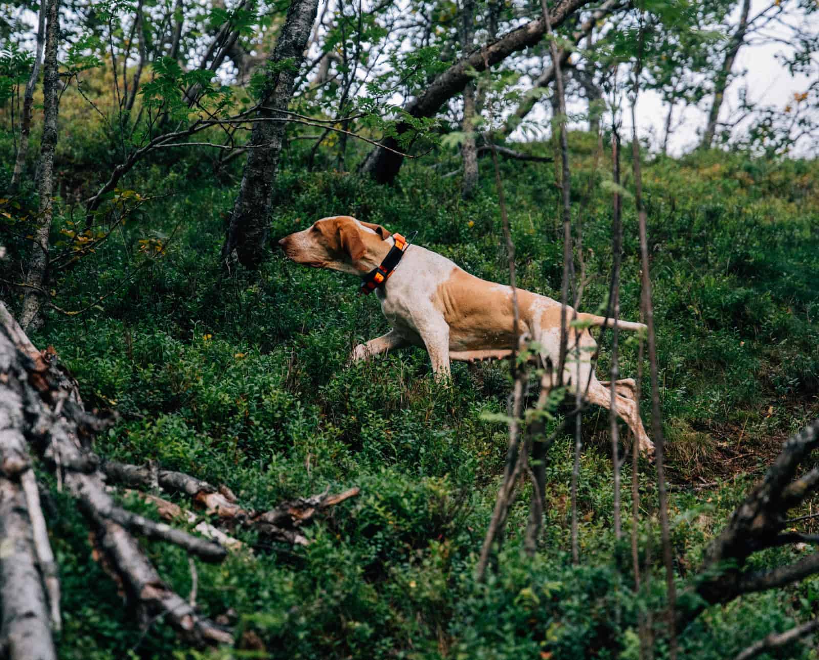 Bracco Italiano shows its pointing ability.