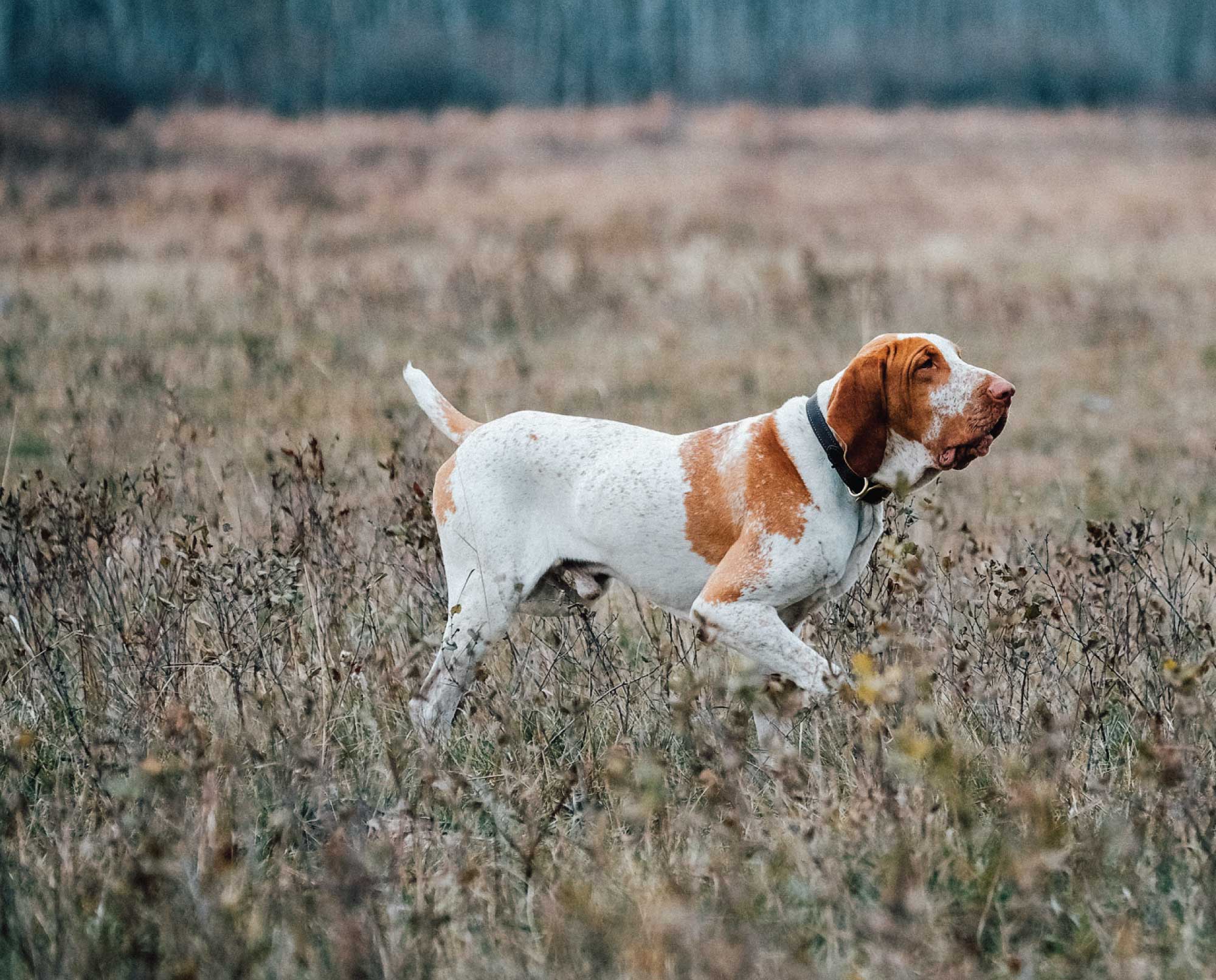 Breed of best sale large gun dog