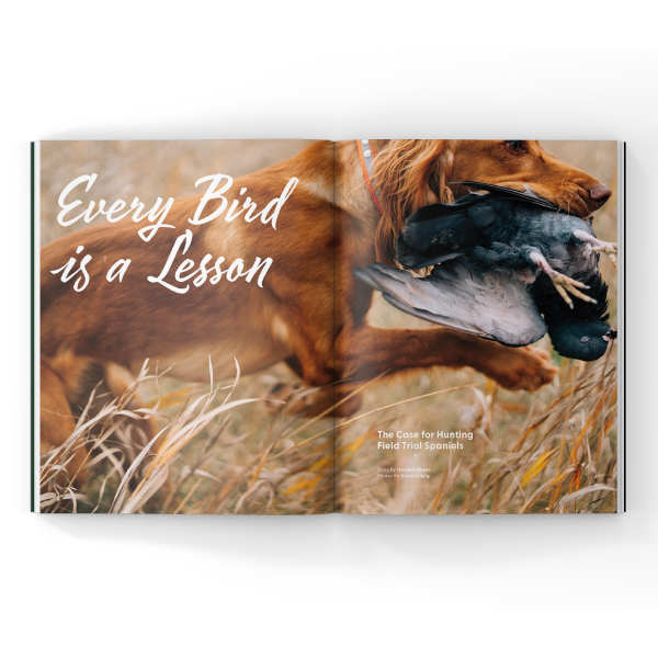 English Cocker Spaniel training on a magazine spread.