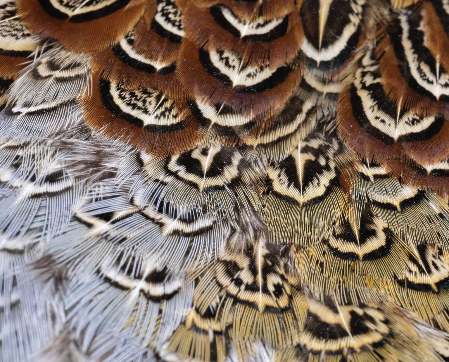 Fly Tying with Pheasant Feathers