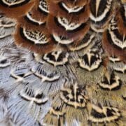 Close up of pheasant feathers used for fly tying