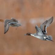 Northern Pintail flying from water