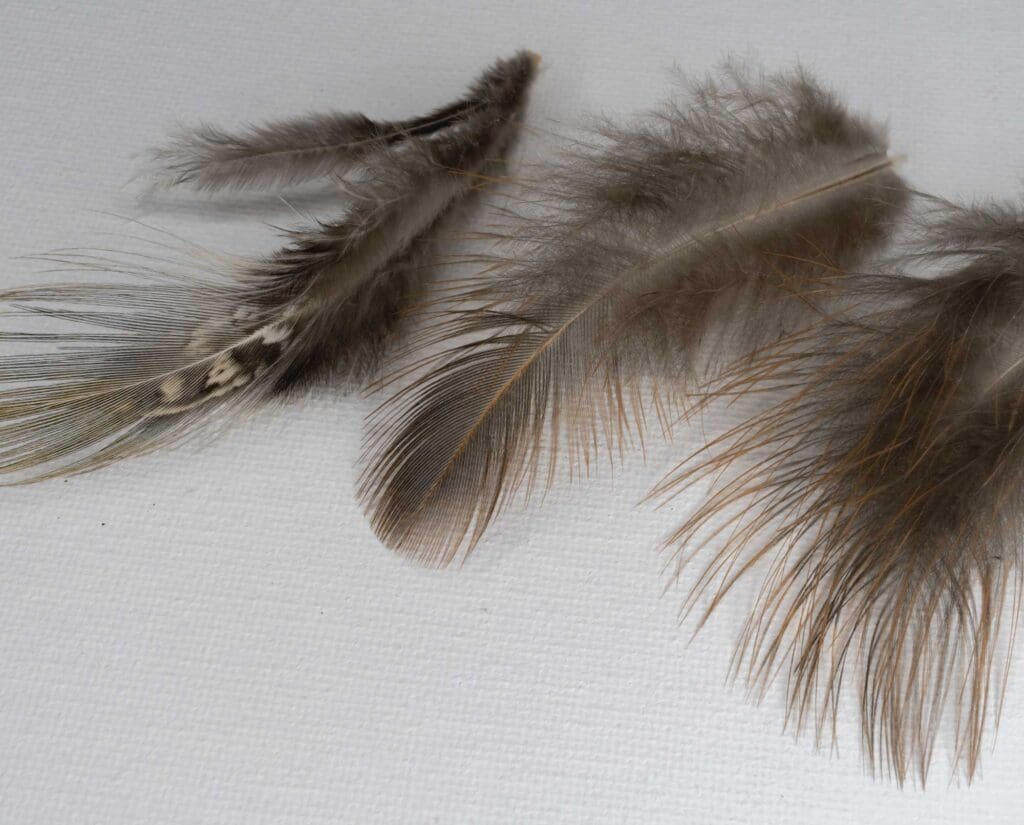 Rump Feather with After-Shaft Feather Still Attached, Pheasabou (with Stiffer Terminal Barbs), and Pheasabou