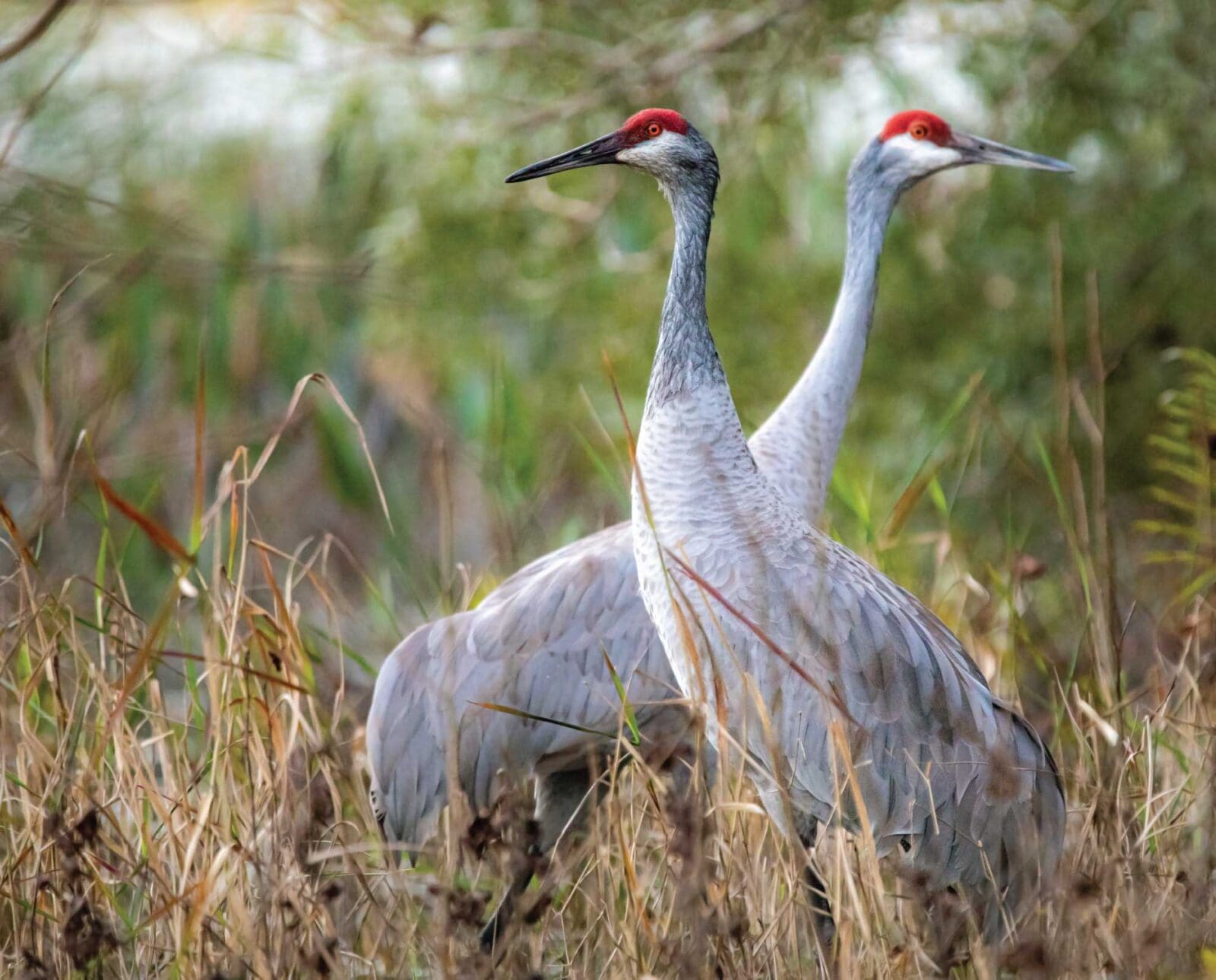 A pair of Sandhill cranes (Antigone canadensis) standing together