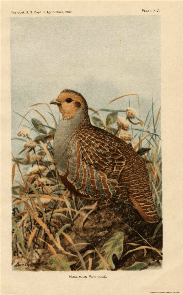 A lithograph of a Hungarian partridge