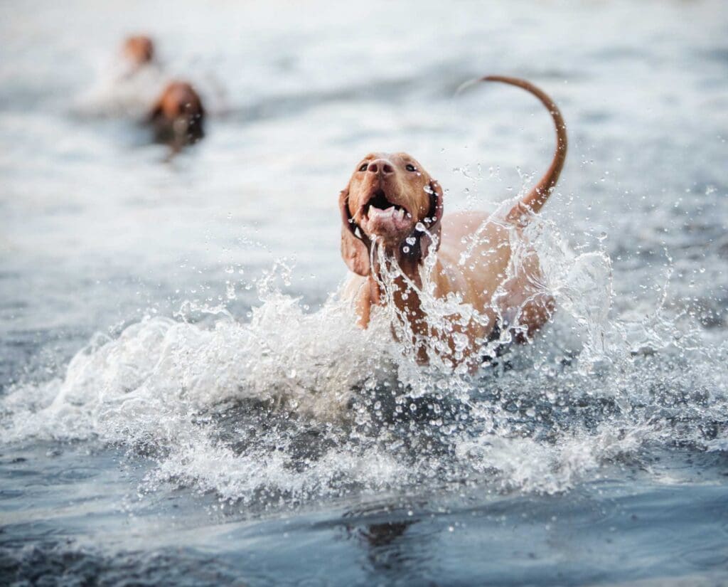A Vizsla in the water 