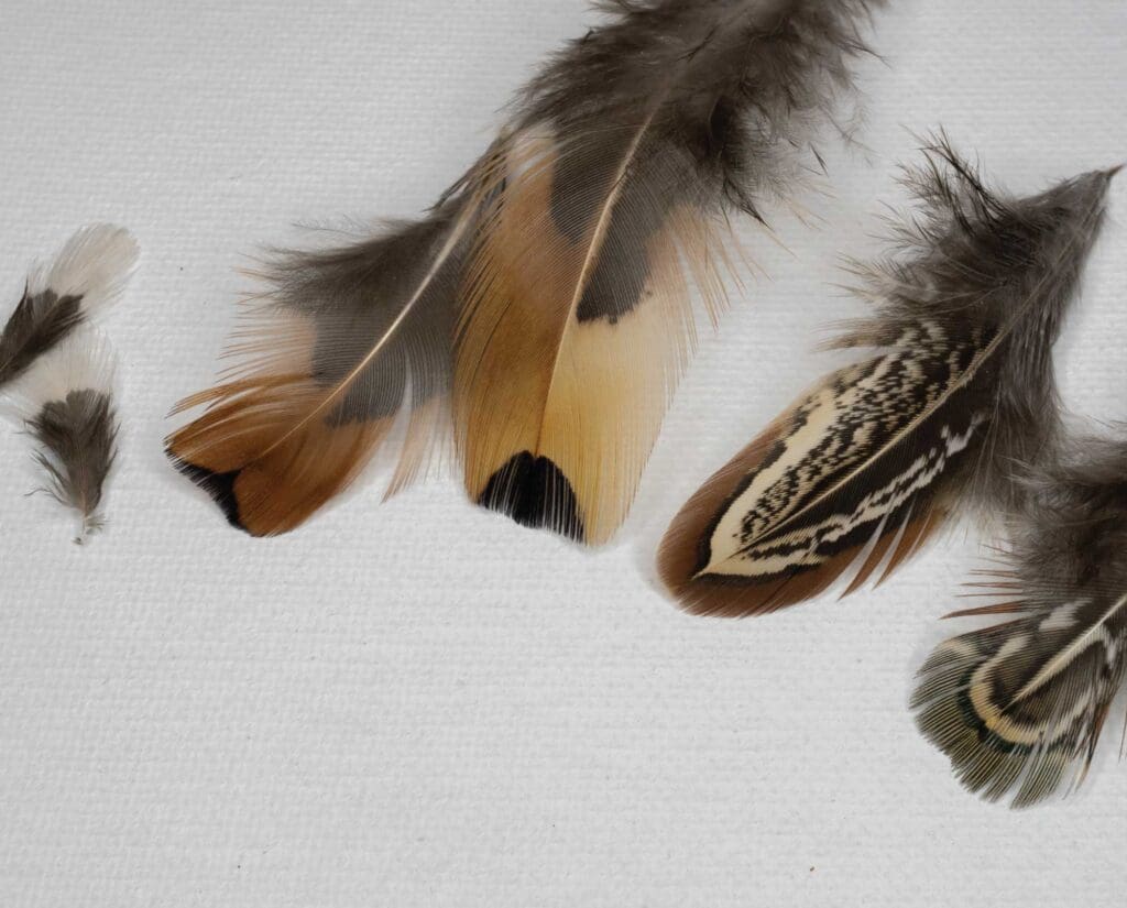 Fly Tying with Pheasant Feathers