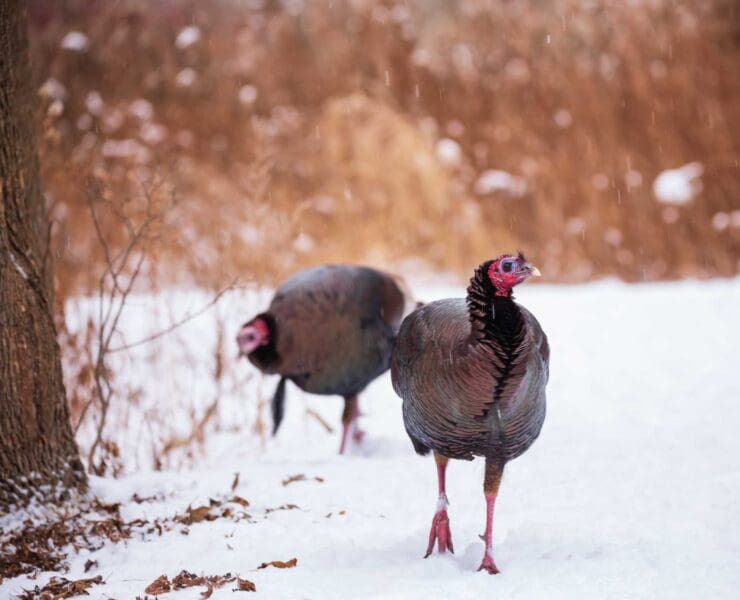 Wild turkeys in Ontario snow