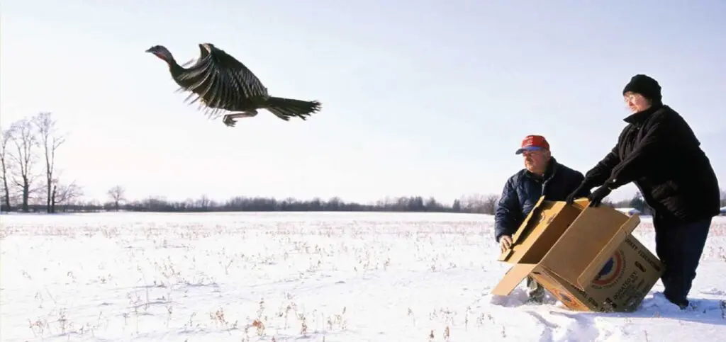 A couple release a wild turkey in the snow of Ontario