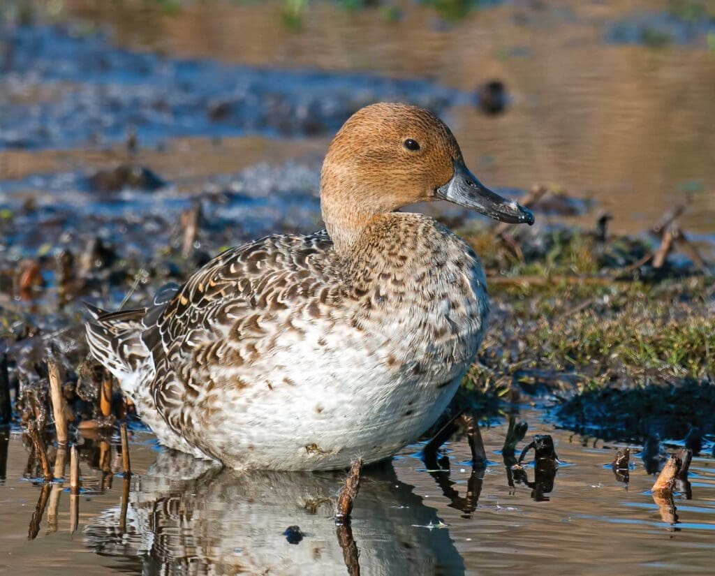 A female Northern Pintail stands in shallow water 