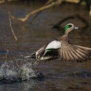 American wigeon (Mareca Americana/Anas americana) flying