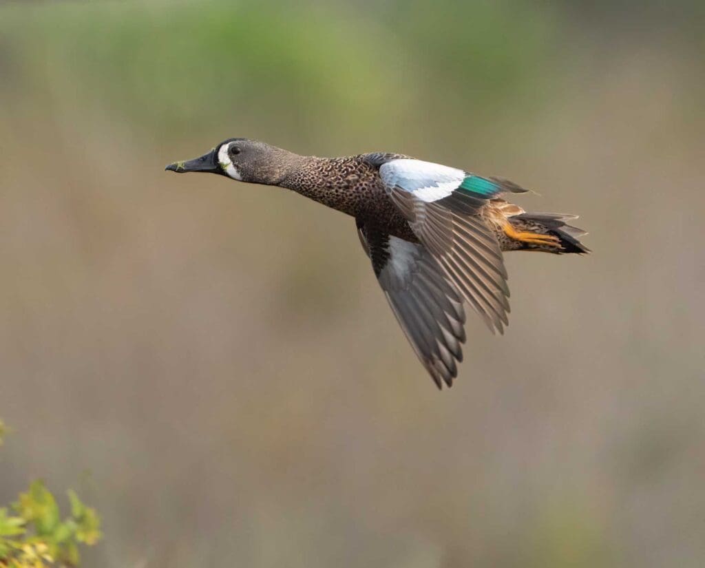 blue-winged teal flying