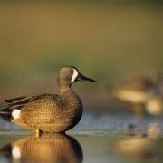 blue-winged teal (Spatula discors; syn=Anas discors)