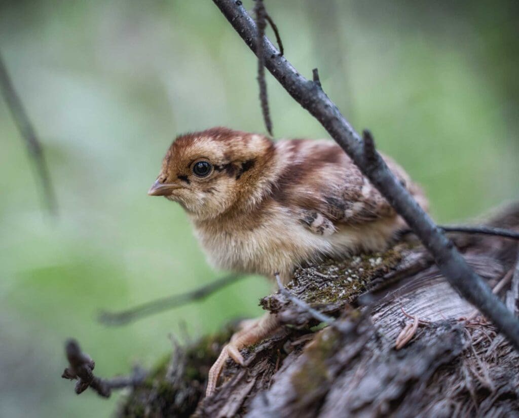 A bobwhite quail chick in the wild