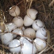Bobwhite quail nest with hatched eggs