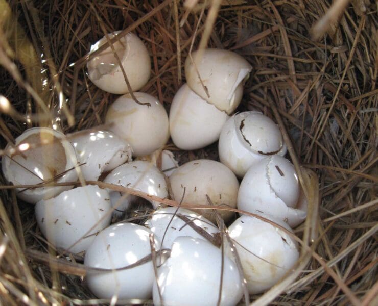 Bobwhite quail nest with hatched eggs