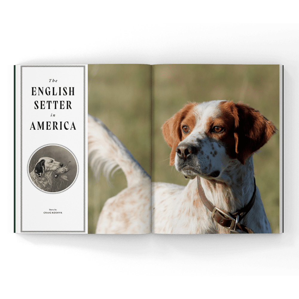 English setter in a magazine