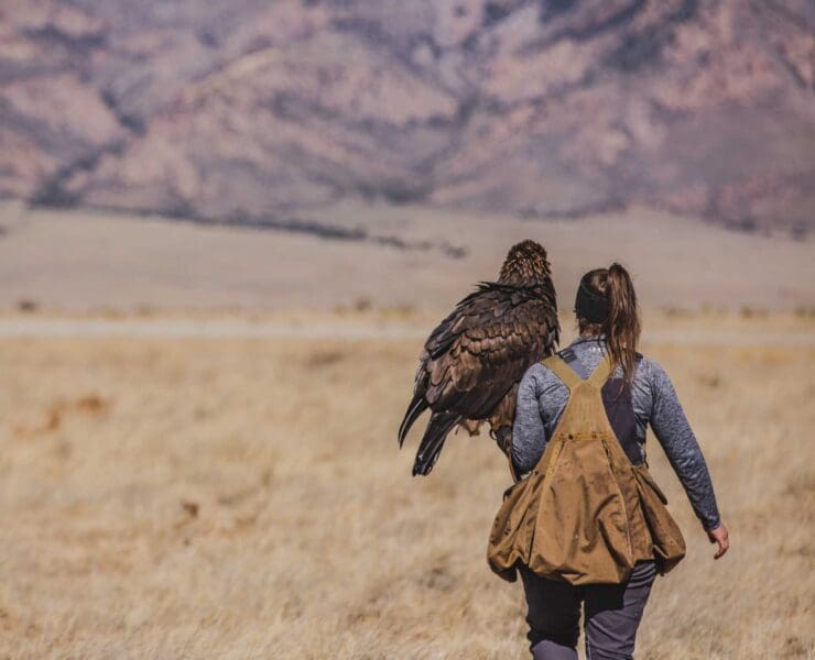 Falconer carries Golden Eagle