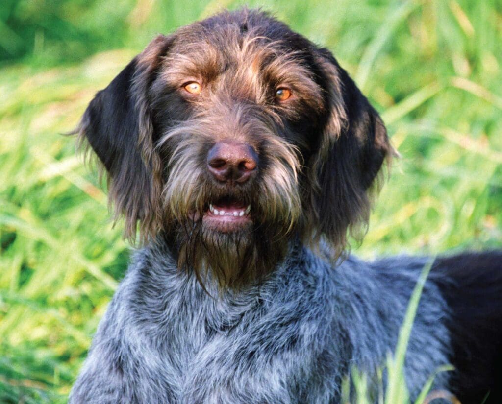 German Rough Haired Pointer with a bearded face