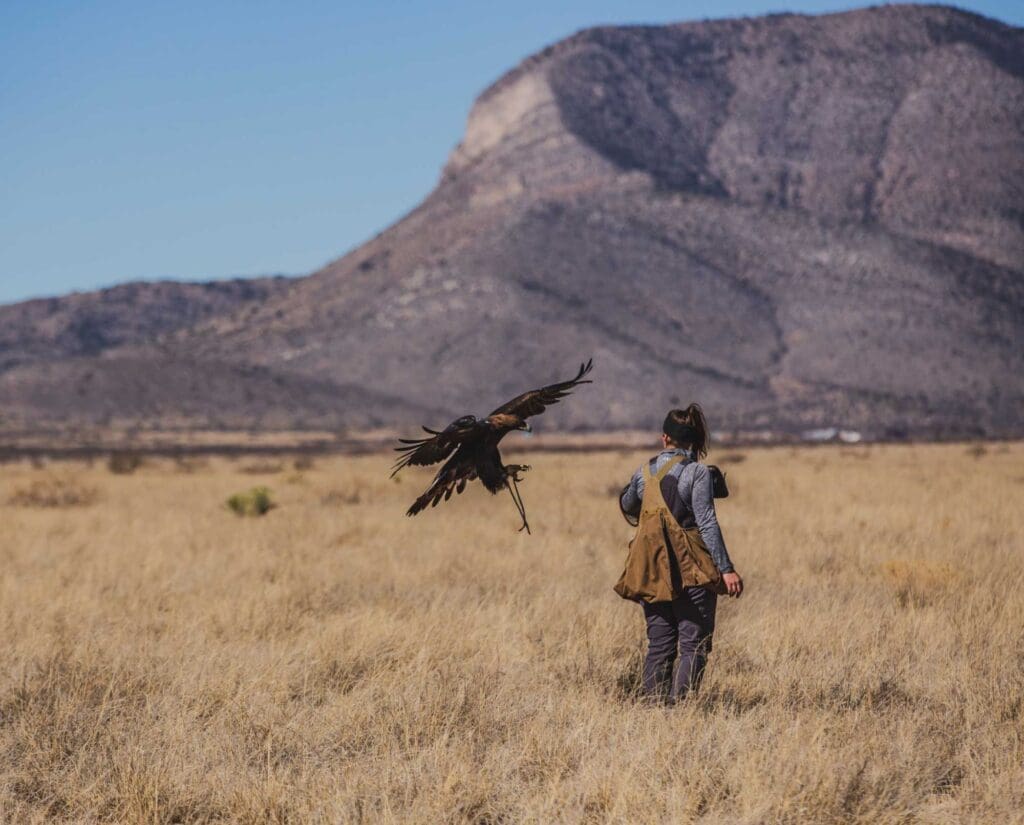 Golden Eagle lands on falconer's arm 