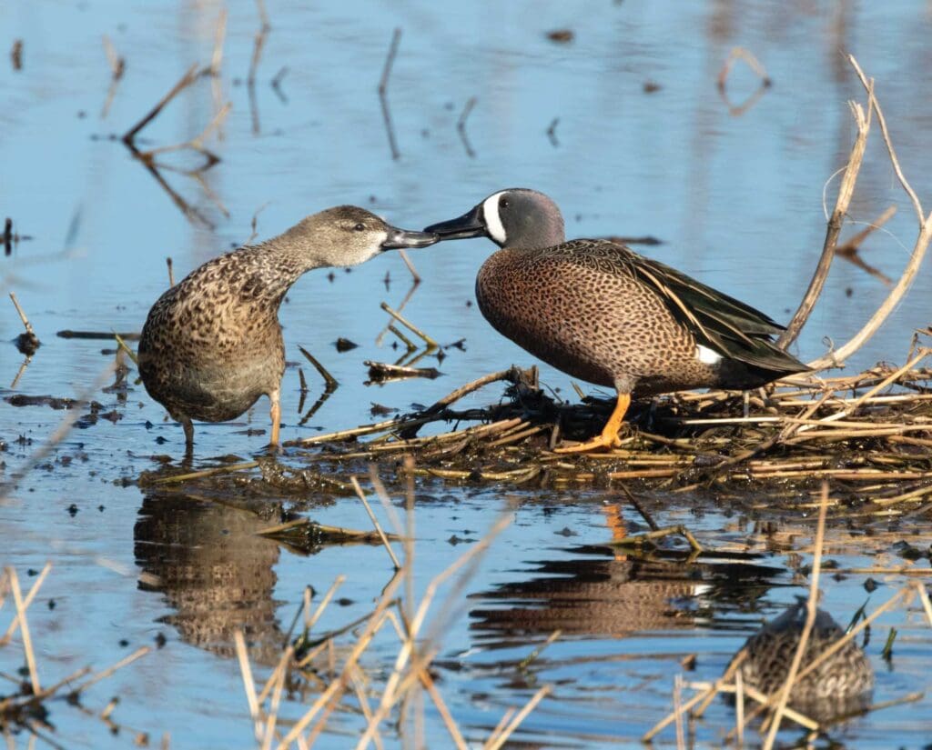 Male and female blue-winged teal (Spatula discors; syn=Anas discors)
