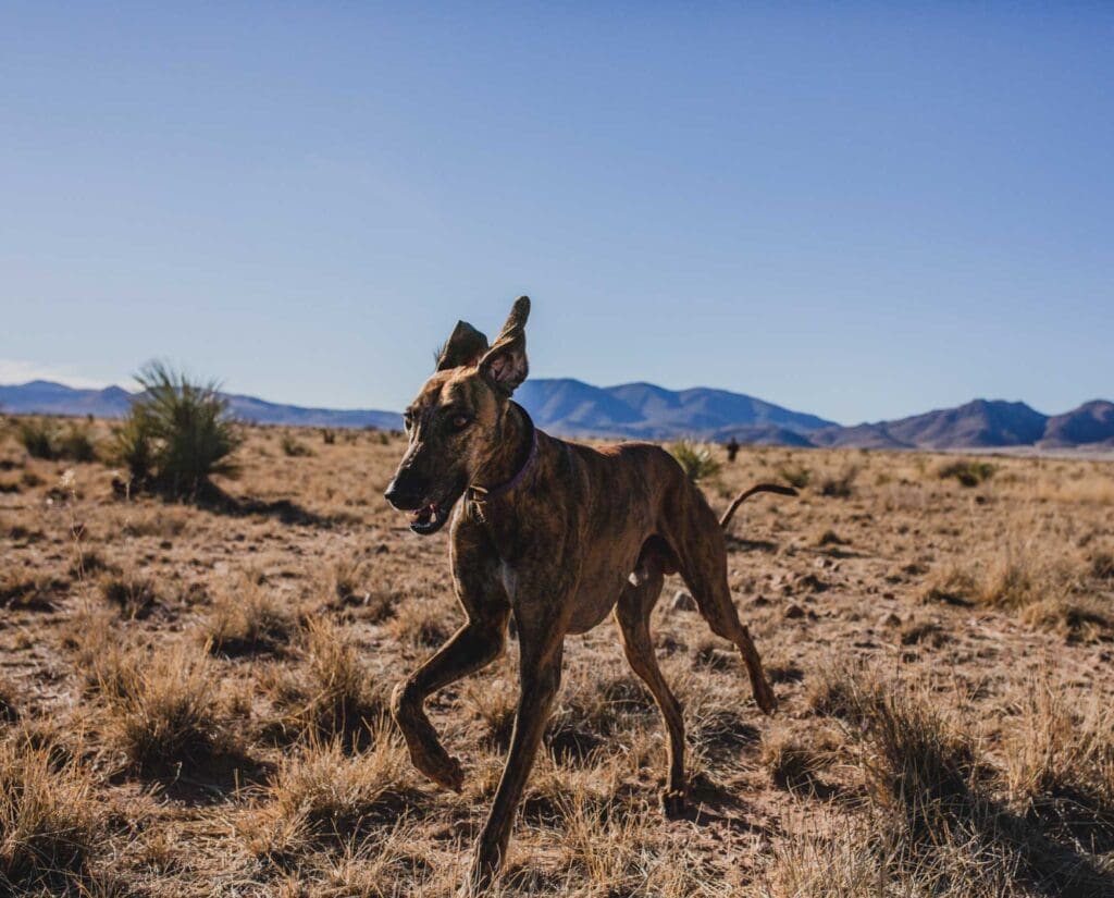 A sighthound runs in the desert 