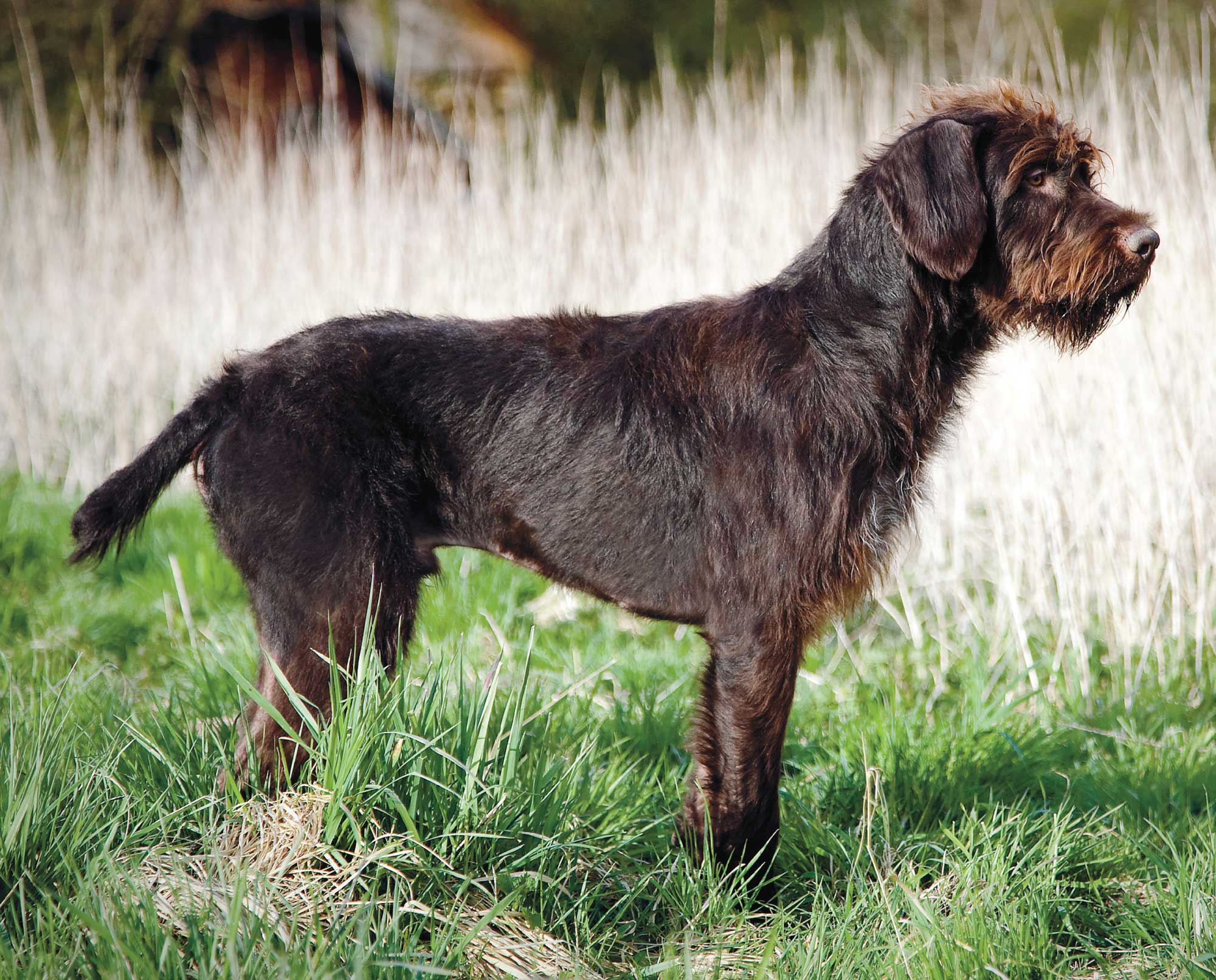 Stichelhaar German Rough Haired Pointer Dog Breed Information