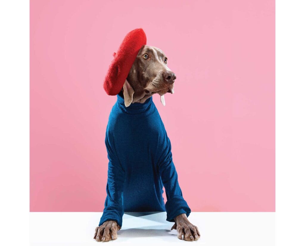 A Weimaraner dressed up in peoples clothes