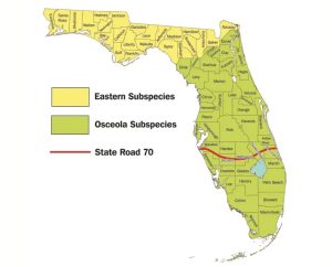 A map of Florida that includes the ranges for Eastern and Osceola Wild Turkeys and State Road 70.
