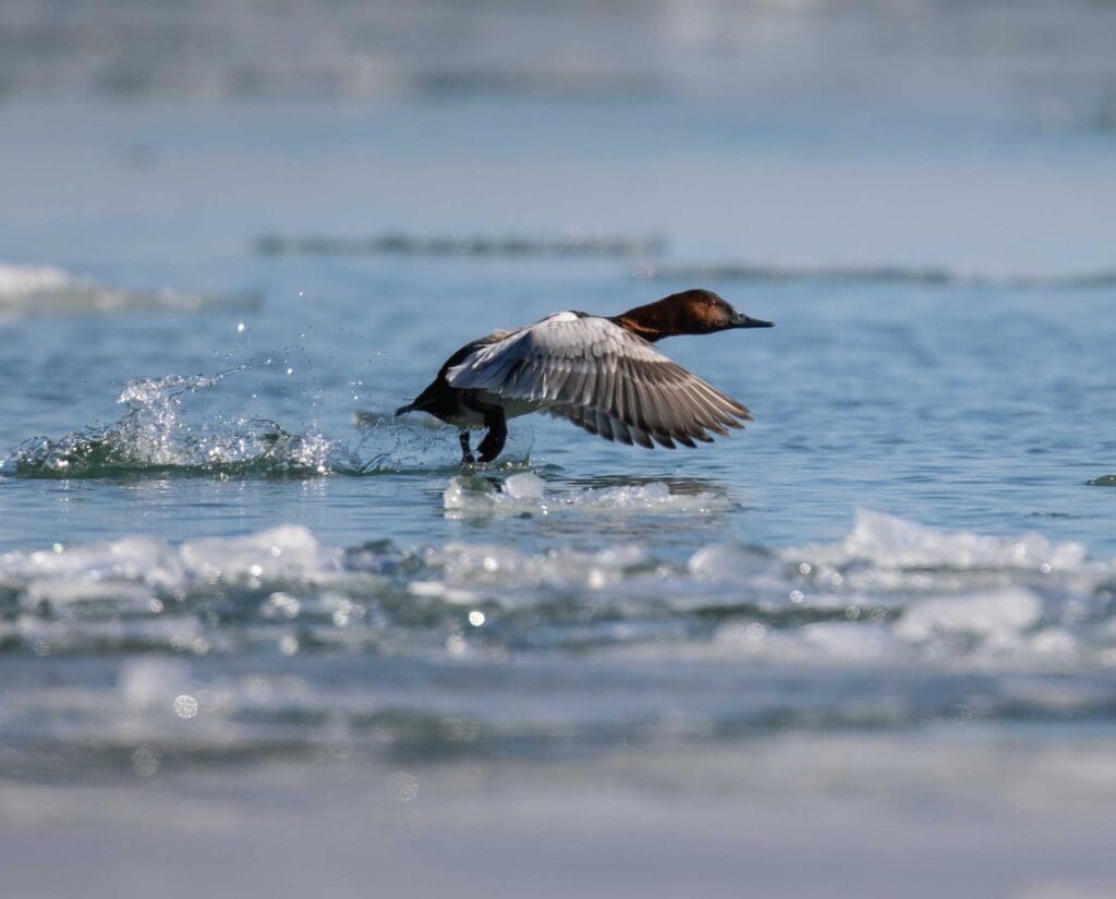 a Canvasback takes flight 