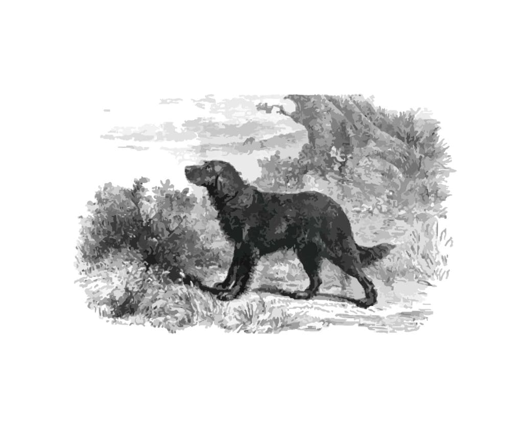 Zelstone or a Long-Coated St. John’s Water Dog
